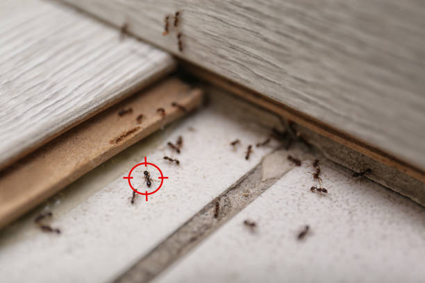 Best Insect Control  in Weston, NJ