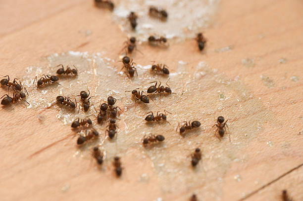 Pest Control for Restaurants in Weston, NJ